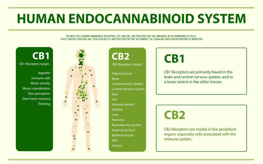 cannabinoid receptors