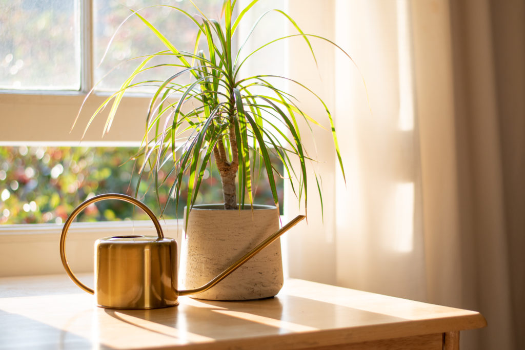 A dracaena plant next to a watering can.