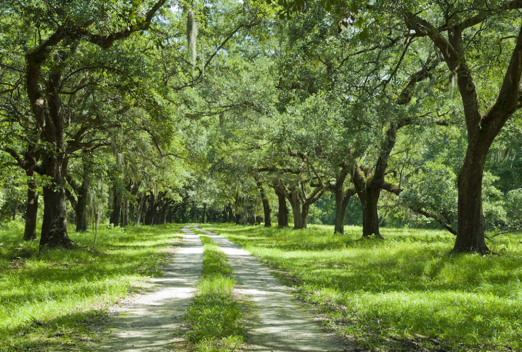 Dirt road lined with green trees and nature.