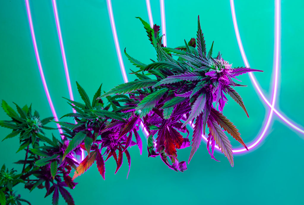 A cannabis plant on neon green background.