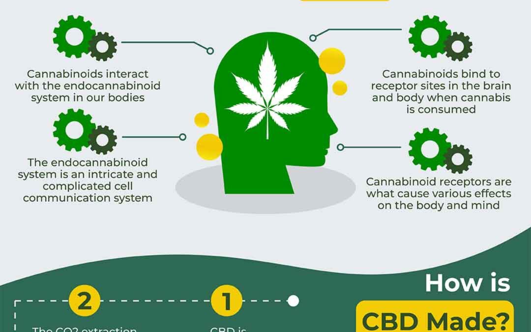 CBD Oil 101