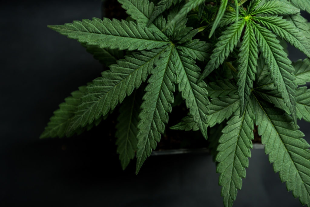 A cannabis leaf on a black background.