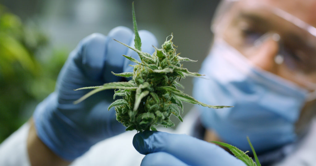 Scientist looking at cannabis plant.