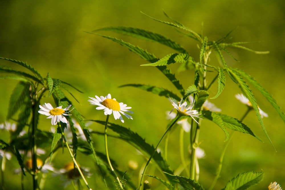 A field full of hemp plants and flowers.
